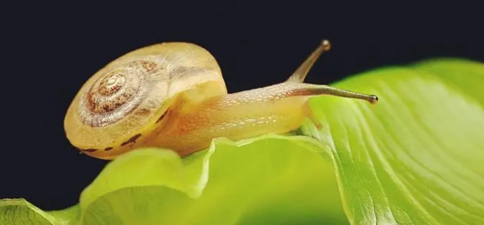 蜗牛是益虫还是害虫