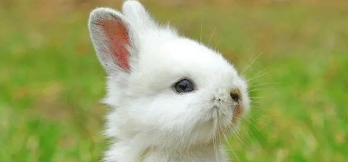 兔子怎么养